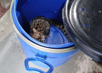 VÍDEO: menor felino selvagem do Brasil é capturado após entrar em imóvel em Jundiaí