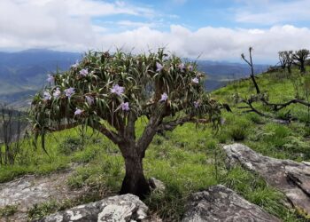 ‘Terra de gigantes’: serra em MG revela plantas raras e espécies únicas em área pouco conhecida