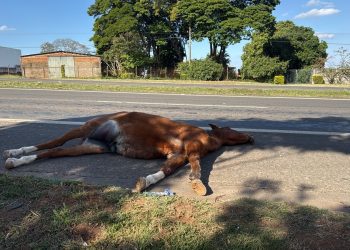 Cavalo morre atropelado por moto em rodovia de Piracicaba; caso é o 2º em menos de 24 horas