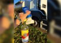 Caminhoneiro é preso por dirigir embriagado e trafegar em zigue-zague em rodovia de Itapeva
